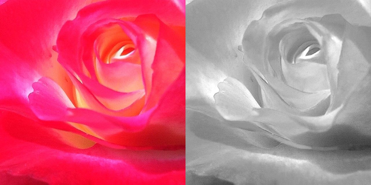 Colorful and Monochrome Rose
