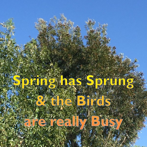 Spring has Sprung and the Birds are really Busy