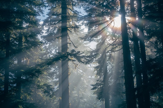 Picture of sun shining through evergreen forest of coastal redwoods (I believe).